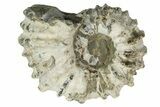 Bumpy Ammonite (Douvilleiceras) Fossil - Madagascar #247959-1